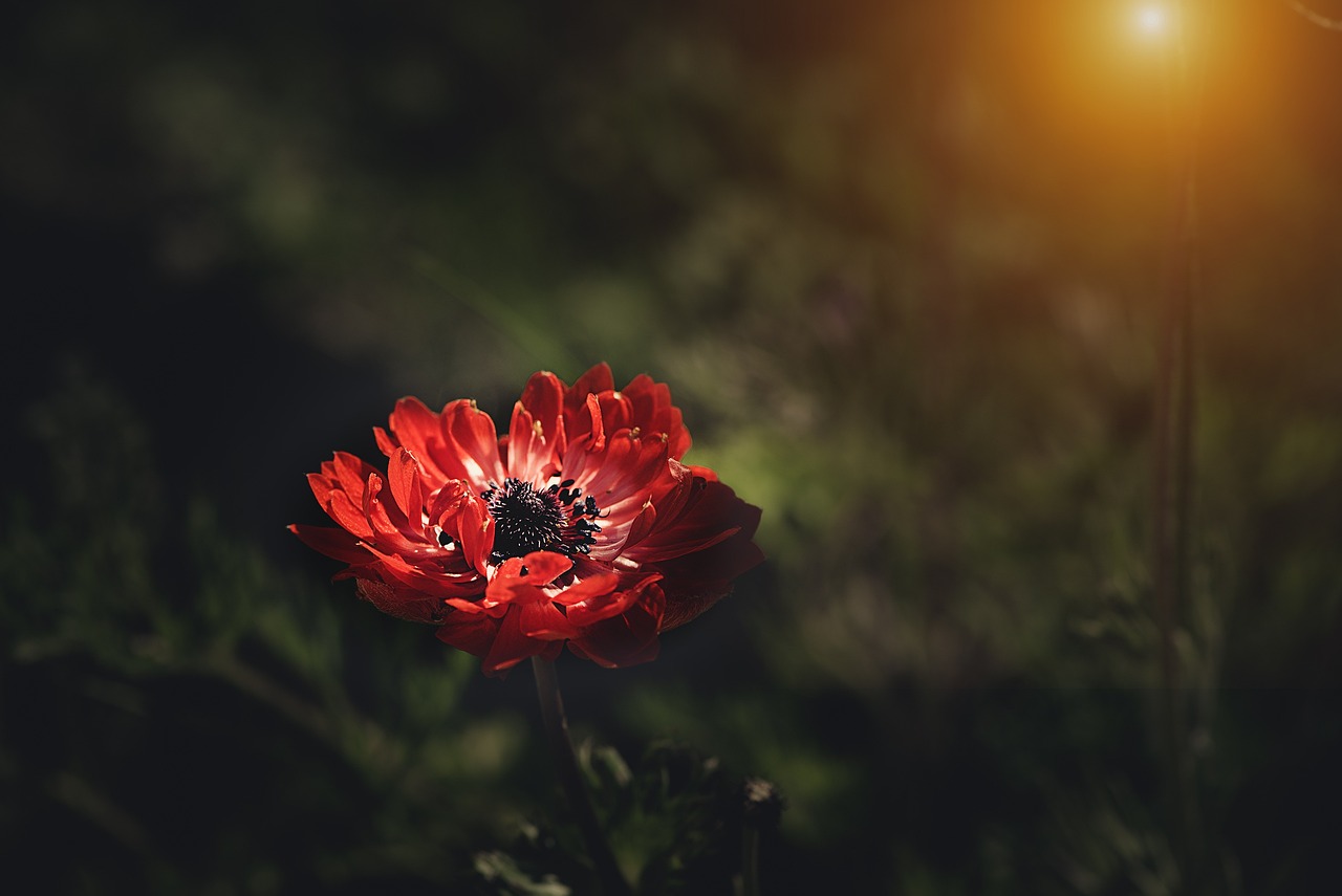 anemone, flower, red anemone, flower background, red flower, petals, flower wallpaper, red petals, blossom, bloom, plant, nature, anemone, flower, flower, flower, flower, flower, red flower, red flower, beautiful flowers, red flower