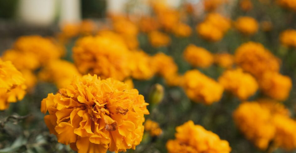 a group of yellow flowers