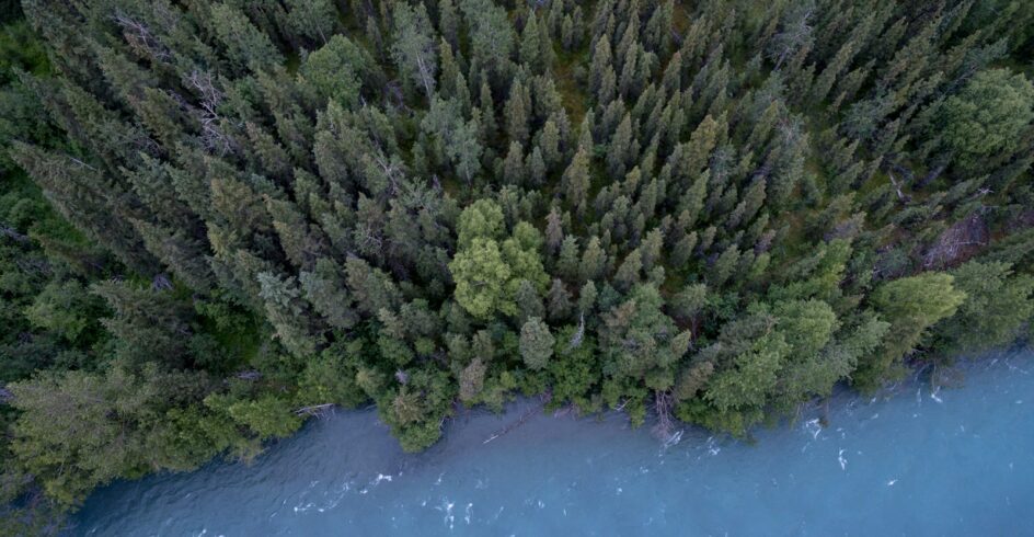 aerial photography of trees and body of water