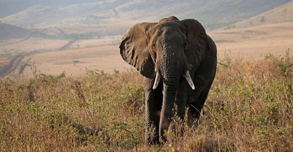 elephant, tanzania, africa, safari, wildlife, nature, conservation, maasai