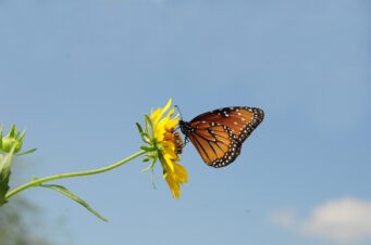 butterfly, flower wallpaper, insect, beautiful flowers, flower background, wings, wildlife, flower, nature