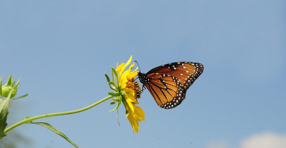 butterfly, flower wallpaper, insect, beautiful flowers, flower background, wings, wildlife, flower, nature