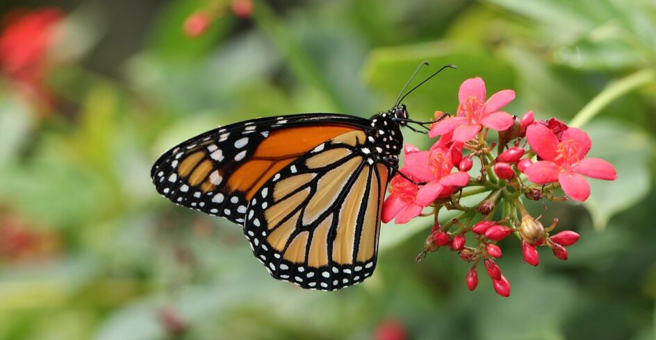 butterfly, bug, nature, wings, animal, macro, tropical butterflies, monarch, butterfly garden, fauna, colorful, monarch butterfly