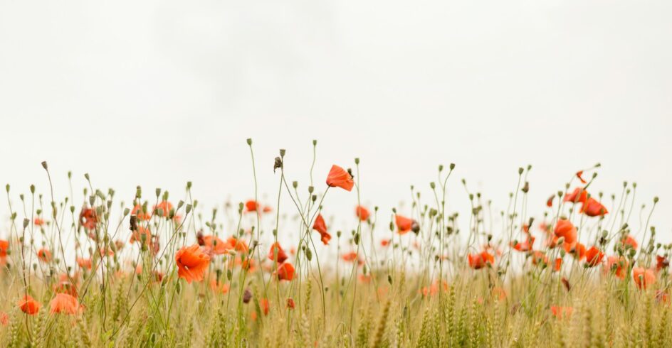 orange flowers