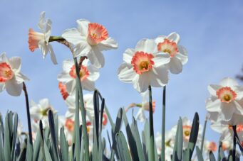 flowers, daffodil, nature, bloom, blossom, botany, plant, growth, spring, beautiful flowers, seasonal, petals, flower wallpaper, flower background, field, outdoors