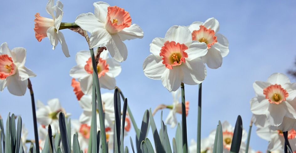 flowers, daffodil, nature, bloom, blossom, botany, plant, growth, spring, beautiful flowers, seasonal, petals, flower wallpaper, flower background, field, outdoors
