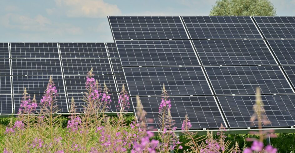 black solar panels on purple flower field during daytime